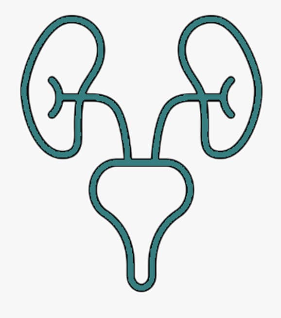 Ecografias Urológicas / Masculinas